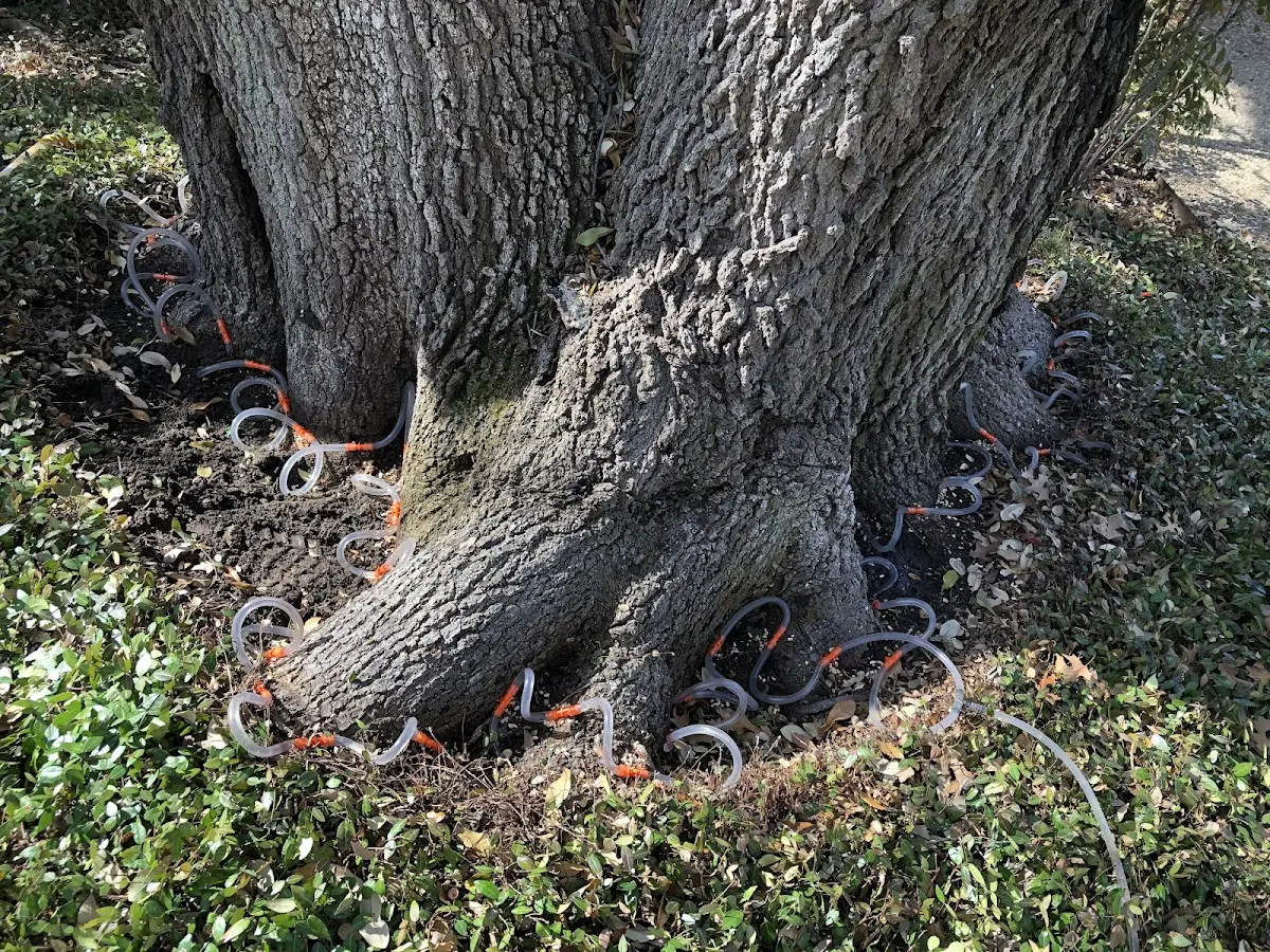Detailed Tree Cabling and Bracing job site in Melvin Village