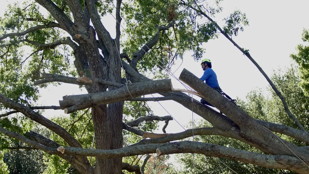 Professional Crown Thinning performed by certified arborists in Melvin Village
