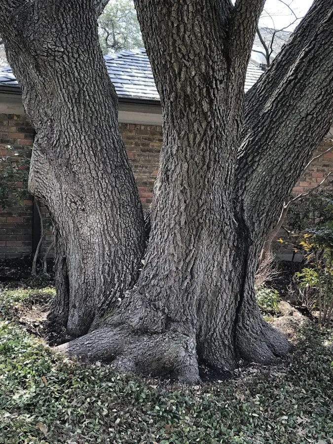 Mature heritage tree close to a Melvin Village property cared for by certified arborists